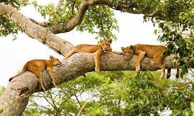 Queen elizabeth national park