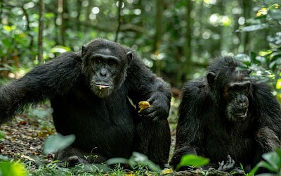 Kibale forest national park