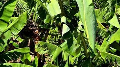 Banana