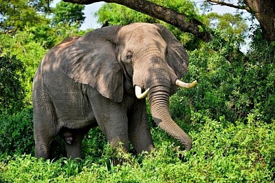 Elephant