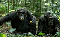 Chimpanzee