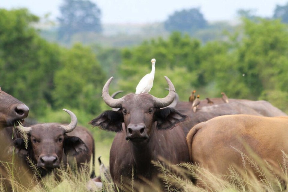 Uganda tours and safaris