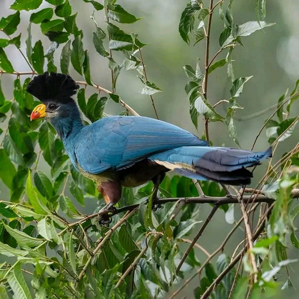 Great blue turaco