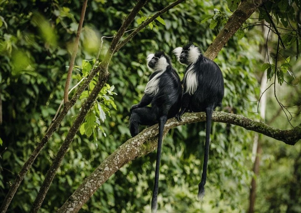 Kibale national park