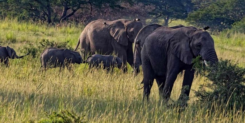 Elephant