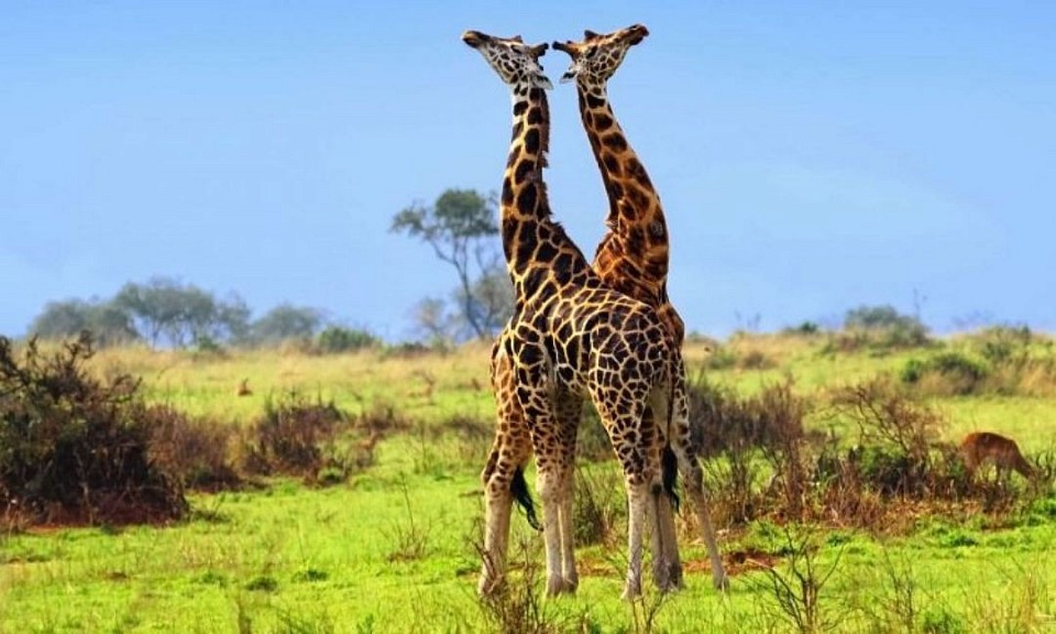 Giraffe