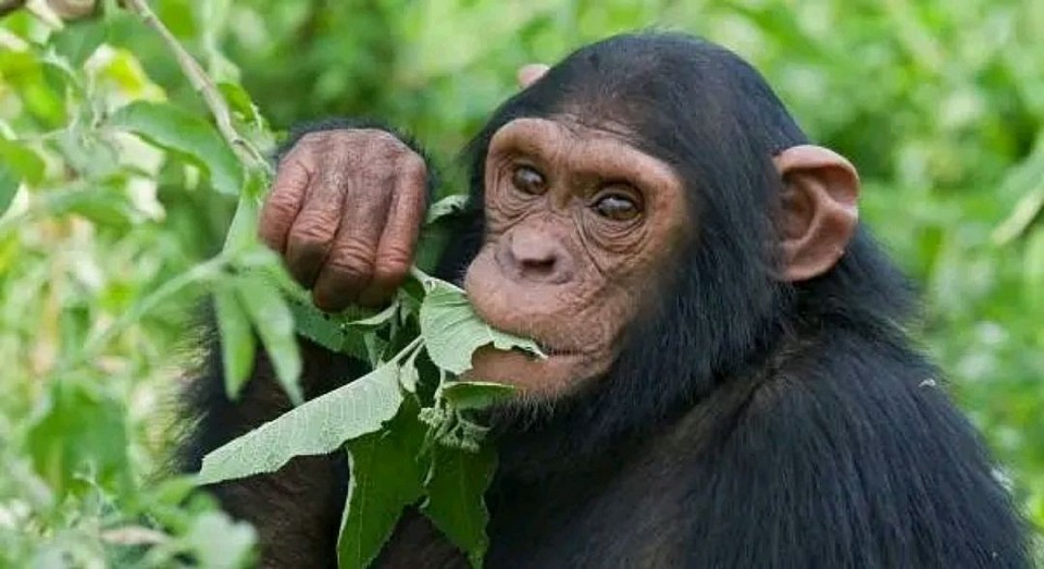 Gorilla
