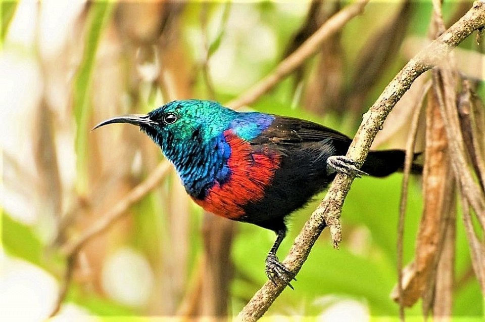 Sunbird