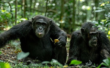 Bunyangabu tours